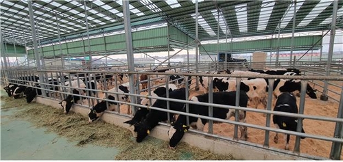 This undated photo, provided by South Korea's agriculture ministry on Dec. 7, 2022, shows dairy cows to be donated to Nepal. (PHOTO NOT FOR SALE) (Yonhap)