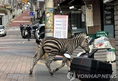 (LEAD) Zebra captured some 3 hours after escaping from Seoul zoo