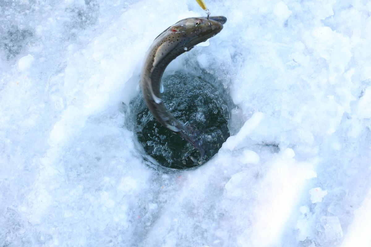 Un participante saca una caña con pescado recién pescado "sancheoneo," una especie de trucha de montaña, en el Festival de Hielo Hwacheon Sancheoneo 2025 en Hwacheon, provincia de Gangwon, el 11 de enero de 2025. (Yonhap)