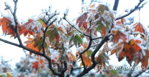 Du givre s'est formé sur des feuilles d'arbre au mont Halla, sur l'île méridionale de Jeju, le dimanche 17 octobre 2021, alors que le mercure a chuté à près de zéro.