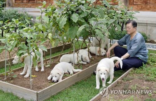 Moon rend à l'Etat deux chiens offerts par le dirigeant nord-coréen Kim Jong-un