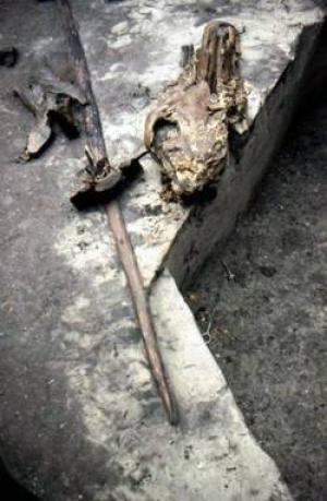 독일서 30만년 전 槍 발견 - 2