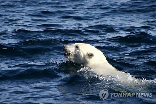 북극곰은 왜 쉬지 않고 9일동안 헤엄쳐야 했을까 | 연합뉴스