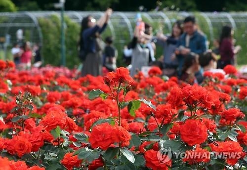 "전국최대 장미축제로 오세요"…울산대공원 20일 개막 - 2