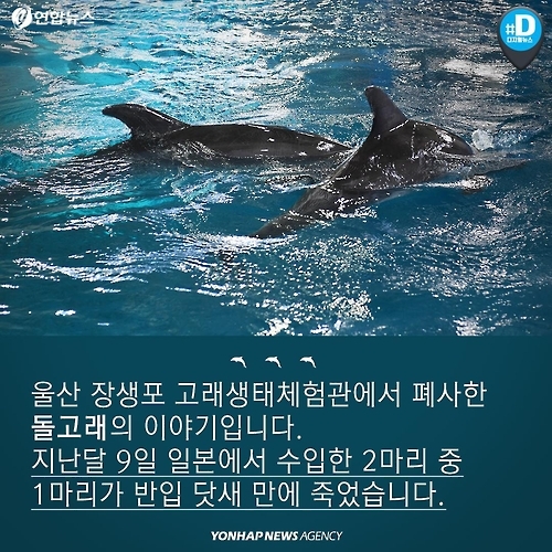 [카드뉴스] 인간탐욕에 죽음으로 내몰린 돌고래 - 3