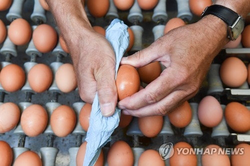 벨기에의 한 양계장에서 계란을 닦는 노동자 [AFP=연합뉴스]
