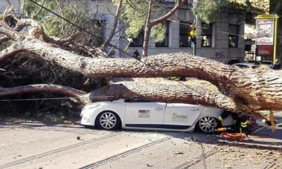 23일 로마 시내에서 대형 소나무가 쓰러져 달리는 택시를 덮친 모습 [ANSA통신 홈페이지 캡처] 