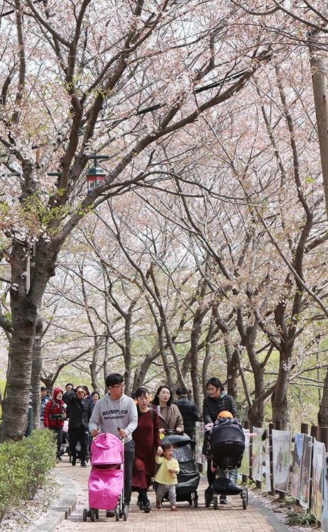 유모차 밀며 벚꽃길 산책