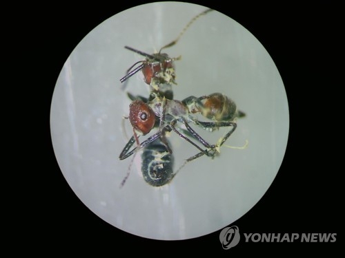 적의 위협에 몸을 폭발시켜 대응하는 개미[AFP=연합뉴스]
