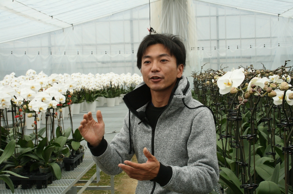 후쿠시마 '희망의 꽃' 흰색 호접란 