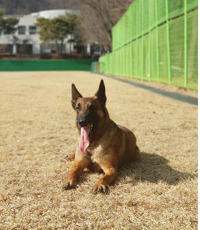 '뛰어라 왕건' 119 인명구조견, 산에서 실종된 70대 구조