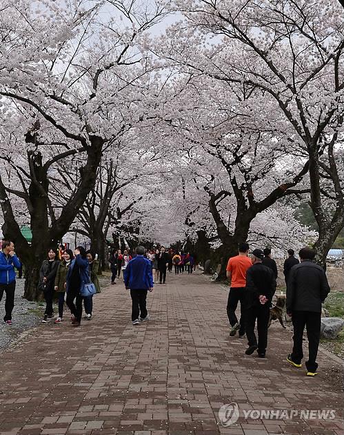 '작천정 벚꽃축제' 불법 노점상 없앤다…울주군 단속