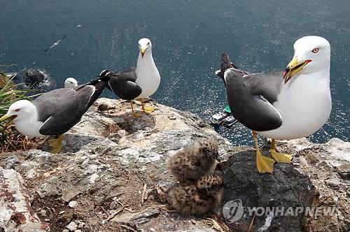 삼척 용화 괭이갈매기 300쌍 집단번식 실패…범인은?