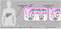 'B형 간염바이러스의 일생' 재현…맞춤치료 길 여나