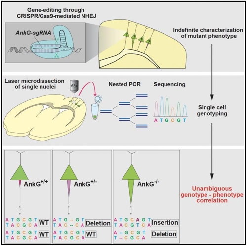 CRISPR-Cas9 프로브로 감염된 뉴런의 단일 세포 지노타이핑 전략