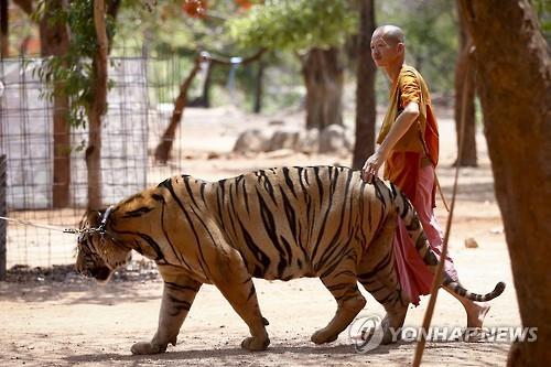 태국 호랑이 사원의 호랑이와 승려. 2016.4.26