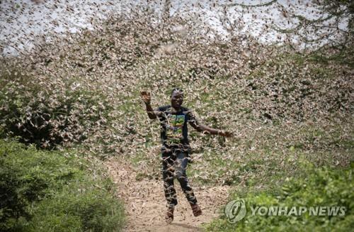 지난달 24일 케냐의 한 농장에 나타난 메뚜기떼 [EPA=연합뉴스]