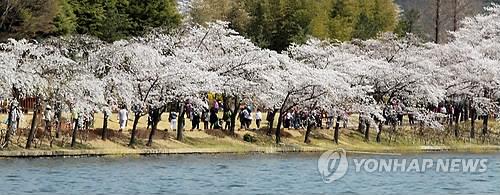 코로나19 확산에 경주벚꽃마라톤·벚꽃축제 취소