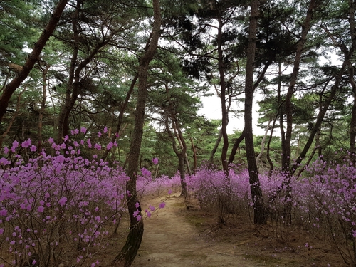 여주 영릉