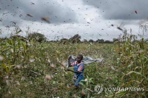 케냐의 한 소녀가 지난 1월 24일 밭에서 메뚜기 떼를 쫓고 있다. 