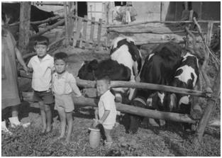 미국산 젖소 앞에서 포즈를 취한 한국 어린이들.