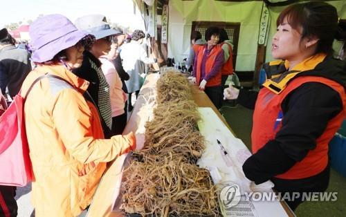 파주 개성인삼 축제