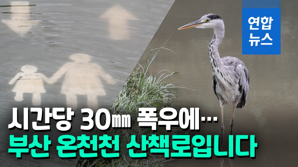 [영상] 폭우에 잠긴 부산 온천천 시민공원 보행로에 왜가리가… - 2