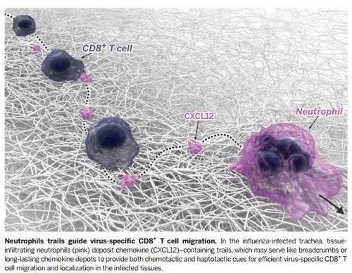 호중구의 유도를 따라가는 '바이러스 특이' CD8+ T세포