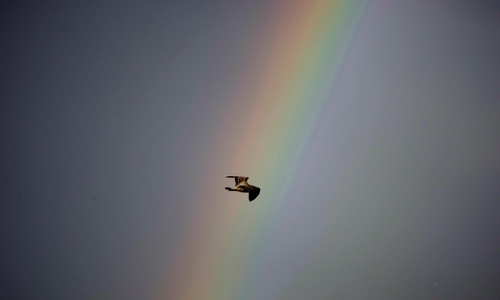 스페인 갈리시아 지방의 하늘에 뜬 무지개 앞으로 날아가는 갈매기