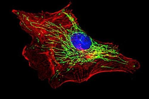생쥐 혈관 내피의 미토콘드리아 네트워크(녹색)