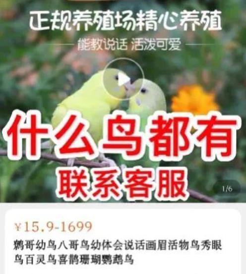 "멸종위기 새가 중국 온라인서 수백만원에 불법 거래"