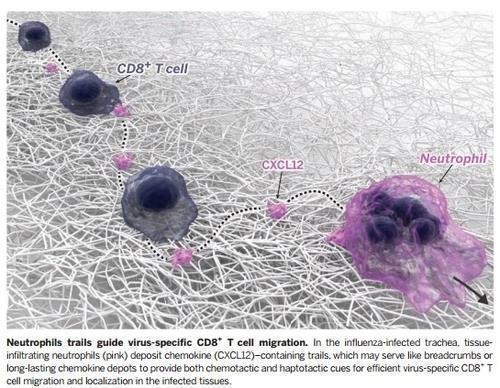 호중구의 유도를 따라가는 '바이러스 특이' CD8+ T세포
