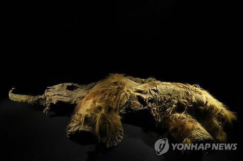 시베리아 동토에서 발굴된 털북숭이 매머드 '유카'