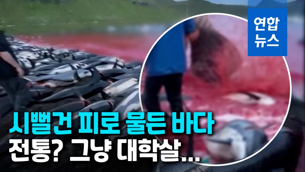 [영상] 붉은 피바다 '충격'…페로 제도서 돌고래 1천428마리 대학살 - 2