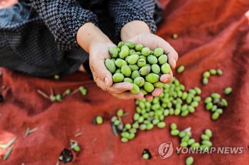 수확한 올리브를 보여주는 팔레스타인 여성