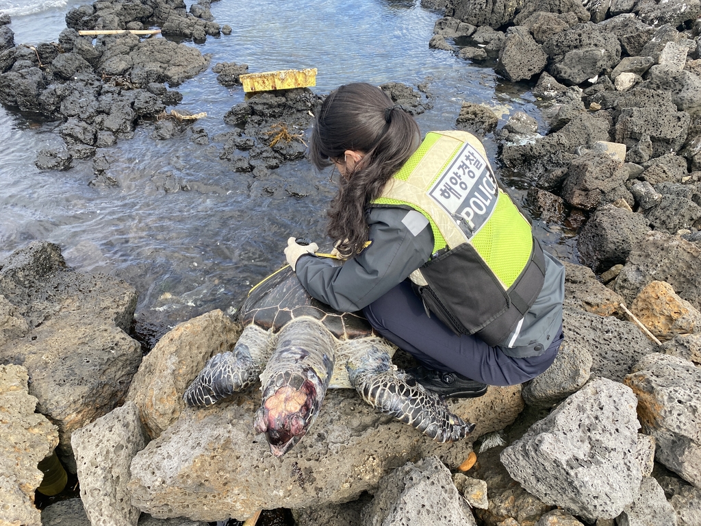 21일 오전 제주시 조천읍 해안가에서 발견된 푸른바다거북 사체