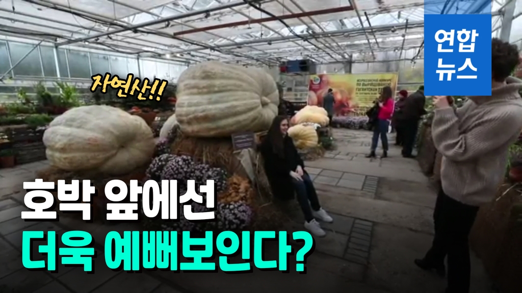 [영상] 자연산 호박이 '예술작품'…거대한 호박 전시회 - 2