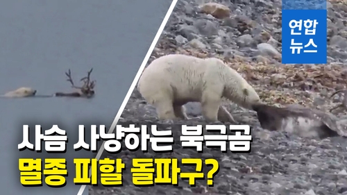 [영상] 온난화 비극…물개에서 사슴으로 '메뉴' 바꾼 북극곰 - 2