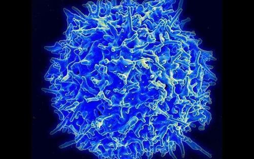 신종 코로나 감염 후 세포 면역에 핵심 역할을 하는 T세포