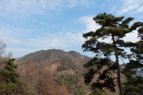 충주 '오청산 소나무 숲' 12월 국유림 명품 숲 선정