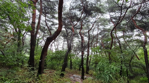 서울 남산 소나무림 등 10곳 국가 산림문화자산 신규 지정