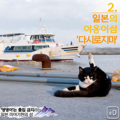 [Y imazine] "호랑이해엔 고양이죠" 아시아 고양이마을 탐방 - 4