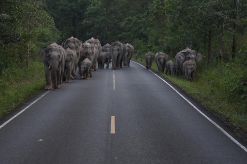카오야이 국립공원 내 도로를 걷는 코끼리 무리(기사 내용과 관련 없음)