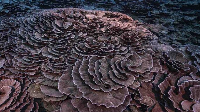 타히티 해안서 원시 상태 거대 산호초 발견