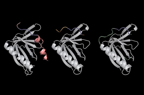 단백질 결합에서 핵심 역할을 하는 '짧은 선형 모티프'