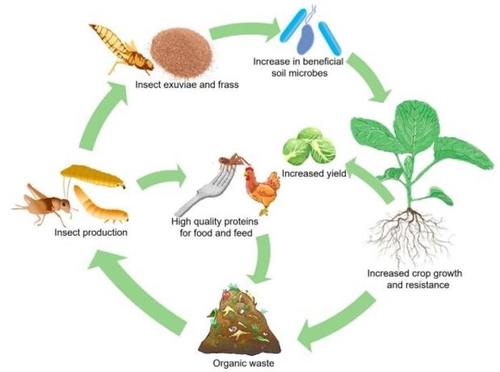 미래 곤충의 경제학…고단백질원+친환경 농약·비료 기능