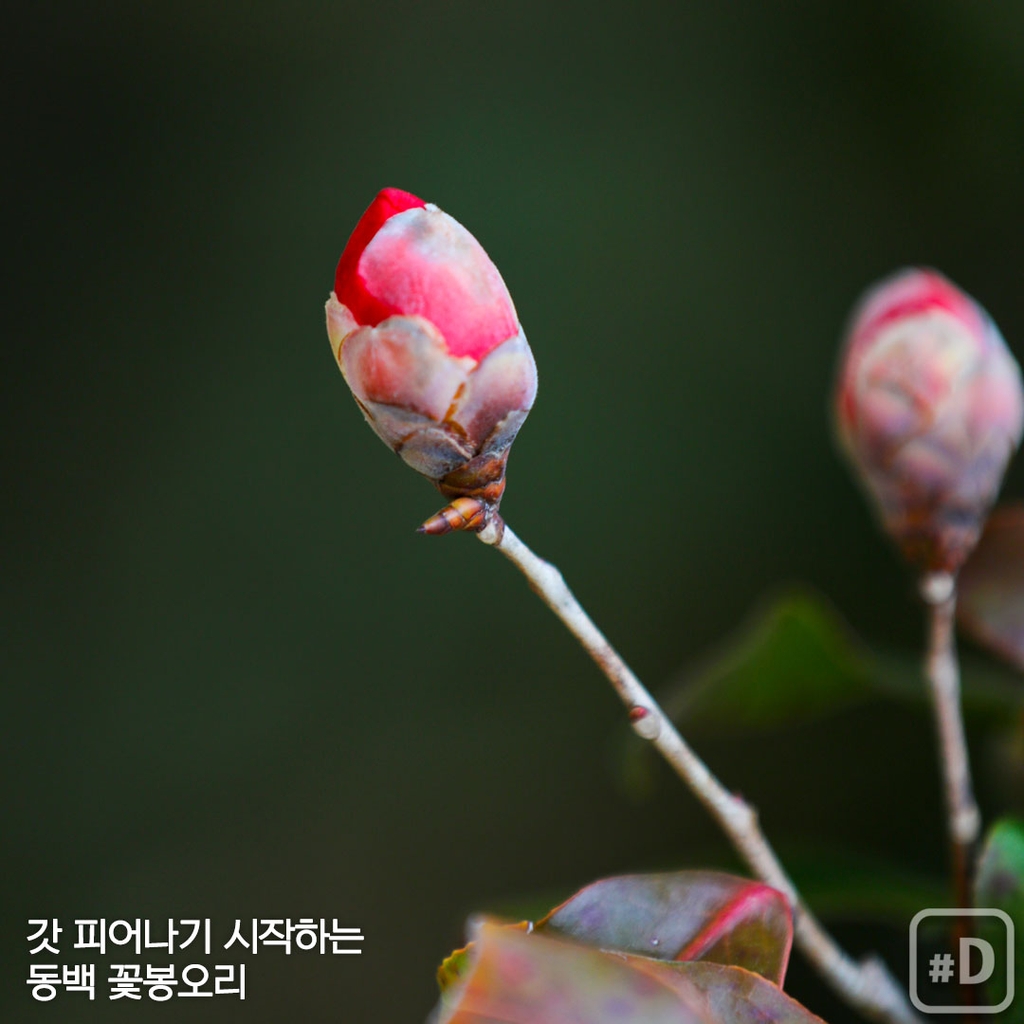 [여행honey] 동백꽃 방긋…봄날 보길도 여행 - 8