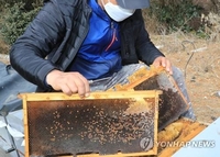 강원 강릉·영월도 꿀벌 사라져…자치단체 실태조사