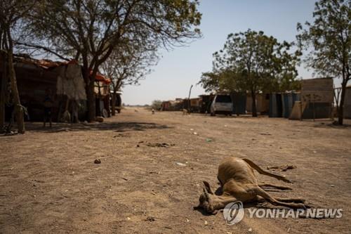 지난 3월 14일 소말리아 북부 반자치지역 소말릴란드에서 가뭄에 죽은 동물 사체