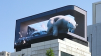 서울시청 앞 건물 옥상에 나타난 북극곰…